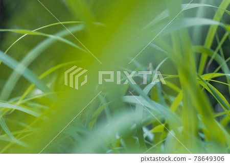 green long grass close up in the afternoon of summer. green long grass close up in the afternoon of summer. 78649306