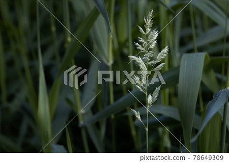 flower against the background of high green grass in summer, selective focus flower against the background of high green grass in summer, selective focus 78649309