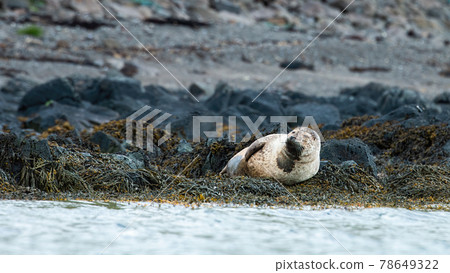 Harbor seal lying on rock shore in Iceland wilderness 78649322
