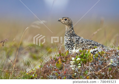 Rock ptarmigan sitting on moorland in Icenalnd from side Rock ptarmigan sitting on moorland in Icenalnd from side 78649323