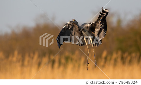 Grey heron landing on field in orange spring sunlight Grey heron landing on field in orange spring sunlight 78649324