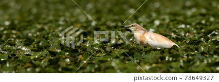 Squacco heron hunting in a swamp among plentiful water lilies. Squacco heron hunting in a swamp among plentiful water lilies. 78649327