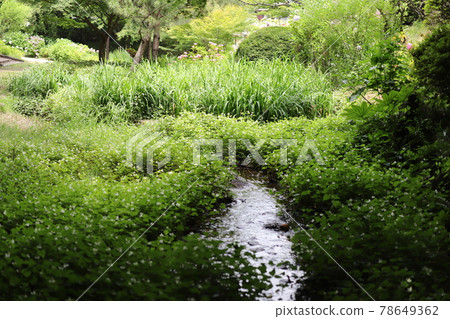 Hydrangea Chayagasaka Park 78649362