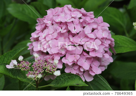 Hydrangea Chayagasaka Park Hydrangea Chayagasaka Park 78649365