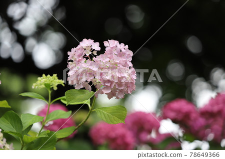 Hydrangea Chayagasaka Park Hydrangea Chayagasaka Park 78649366