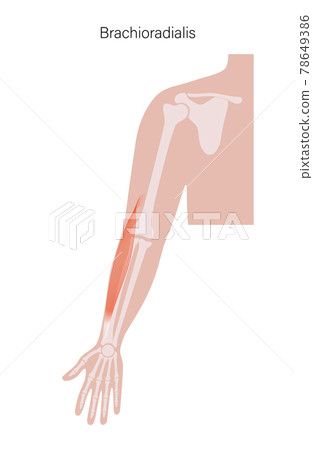 Muscular system arms 78649386