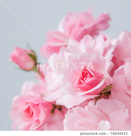 Pink roses on gray background. Perfect for background greeting cards and invitations of the wedding, birthday, Valentine's Day, Mother's Day 78649432