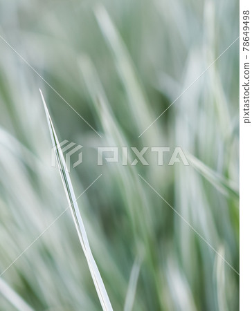 Decorative green and white grass. Arrhenatherum elatius bulbosum variegatum. Soft focus. Natural background. Decorative green and white grass. Arrhenatherum elatius bulbosum variegatum. Soft focus. Natural background. 78649498