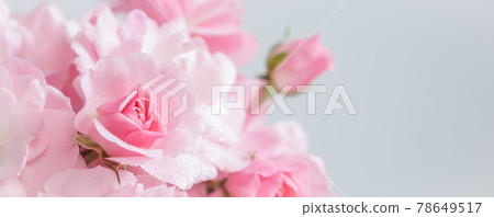 Pink roses on gray background. Perfect for background greeting cards and invitations of the wedding, birthday, Valentine's Day, Mother's Day 78649517