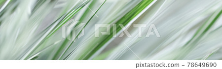 Decorative green and white grass. Arrhenatherum elatius bulbosum variegatum. Soft focus. Natural background. Decorative green and white grass. Arrhenatherum elatius bulbosum variegatum. Soft focus. Natural background. 78649690
