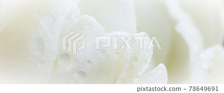 Abstract floral background, white tulip flower with drops of rain. Macro flowers backdrop for holiday brand design Abstract floral background, white tulip flower with drops of rain. Macro flowers backdrop for holiday brand design 78649691