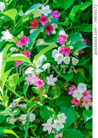 Weigela coraeen（垂直） 78650171