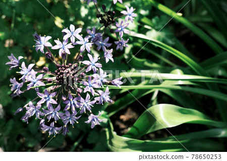 Syrah velbiana flower that blooms in blue "negative tone" Syrah velbiana flower that blooms in blue "negative tone" 78650253