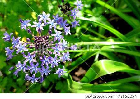 Blue flowers of Syrah Belbiana in spring 78650254