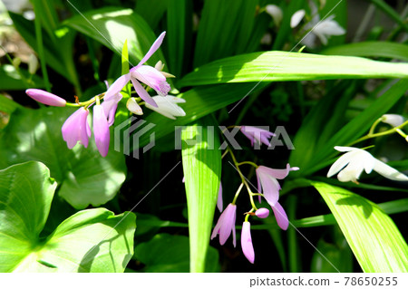 草叢中盛開的矽烷花 草叢中盛開的矽烷花 78650255