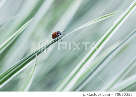 Ladybug on the decorative green and white grass. Arrhenatherum elatius bulbosum variegatum. Ladybug on the decorative green and white grass. Arrhenatherum elatius bulbosum variegatum. 78650325