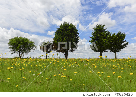 Wild flowers and pines, Patagonia 78650429