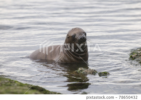 Sea Lion pup , Patagonia Argentina 78650432