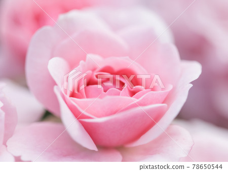 Soft focus, abstract floral background, pink rose flower. Macro flowers backdrop for holiday brand design 78650544