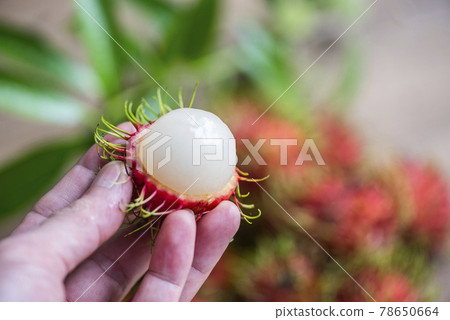 Rambutan fruit on hand harvest from the garden, Fresh and ripe rambutan sweet tropical fruit peeled rambutan with leaves Rambutan fruit on hand harvest from the garden, Fresh and ripe rambutan sweet tropical fruit peeled rambutan with leaves 78650664