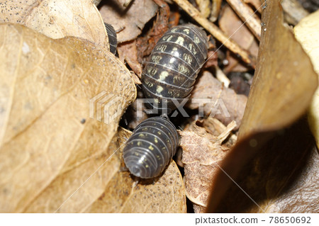 Okandan beetle Okandan beetle 78650692