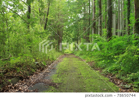 通往新鮮綠色森林的小路 通往新鮮綠色森林的小路 78650744