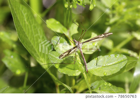 Kirige gagambo Kirige gagambo 78650763