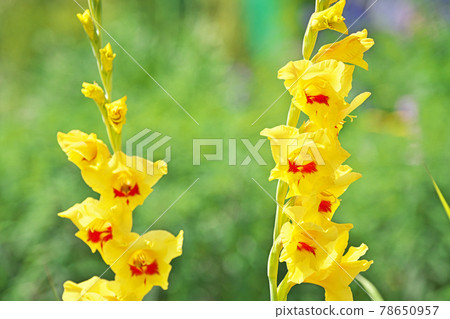 Yellow gladiolus flowers (summer, June) 78650957