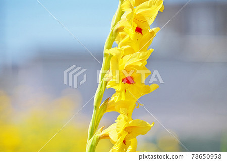 Yellow gladiolus flowers (summer, June) 78650958