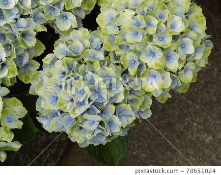 Colorful hydrangea flowers at Hasedera, Nara 78651024