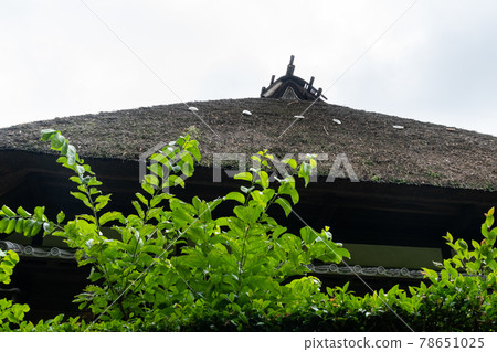 Thatch roof and hedge 78651025