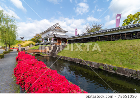 昇龍寺城跡霧島杜鵑花 78651050