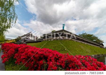 昇龍寺城跡霧島杜鵑花 昇龍寺城跡霧島杜鵑花 78651064