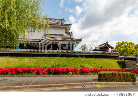 昇龍寺城跡霧島杜鵑花 昇龍寺城跡霧島杜鵑花 78651067