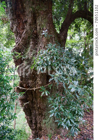 1892 Minami Osawa's Quercus sessilifolia 1892 Minami Osawa's Quercus sessilifolia 78651102