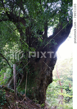 1891 Minami Osawa's Quercus sessilifolia 1891 Minami Osawa's Quercus sessilifolia 78651103