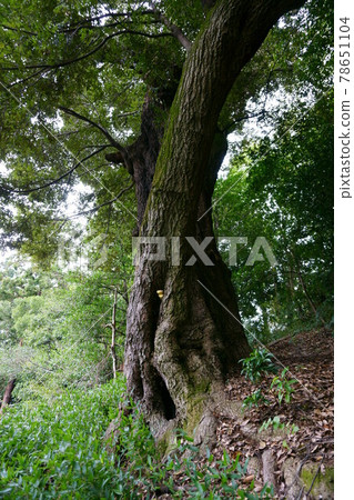 1890 Shii of Shioka Shrine 1890 Shii of Shioka Shrine 78651104