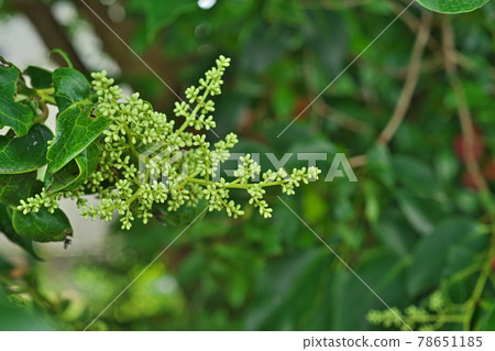 小綠色女貞芽 小綠色女貞芽 78651185