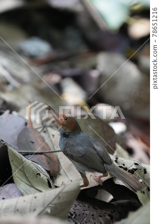 Ashy tailorbird that found a wild bird snail in Singapore Ashy tailorbird that found a wild bird snail in Singapore 78651216