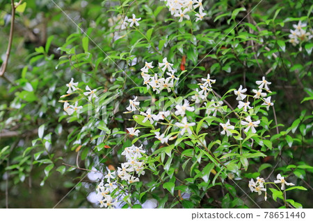 Vine white florets Vine white florets 78651440
