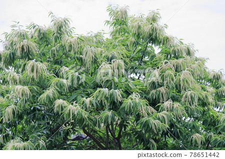 板栗花 板栗花 78651442