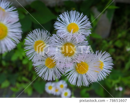Himedion Halzion Himedion Halzion 78651607