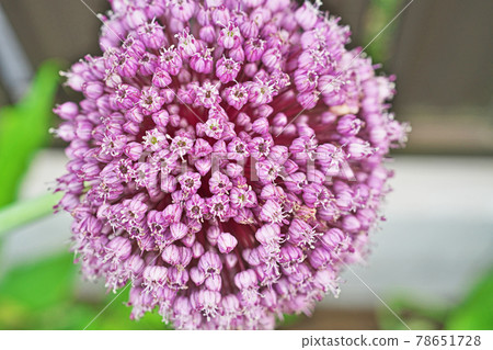 Pink garlic flowers Pink garlic flowers 78651728