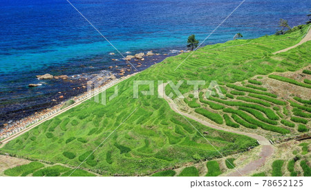 夏季白米千片 夏季白米千片 78652125