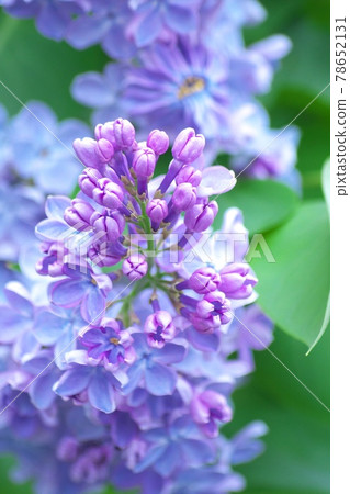 Lilac in full bloom with a scent Lilac in full bloom with a scent 78652131