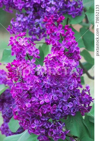 丁香花盛開 帶著香味 照片素材 圖片 圖庫
