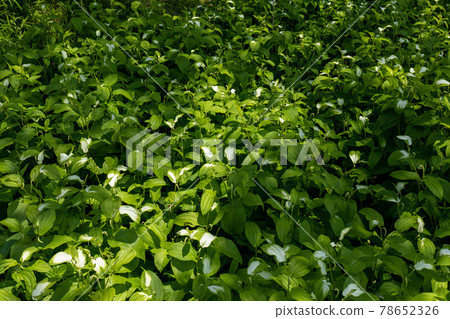 Half-summer community June Koajiro no Mori 78652326