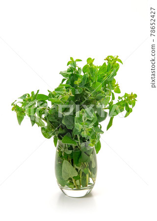 Herb oregano Herb oregano 78652427
