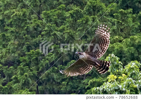Hawk-eagle flying out of a tree Hawk-eagle flying out of a tree 78652688