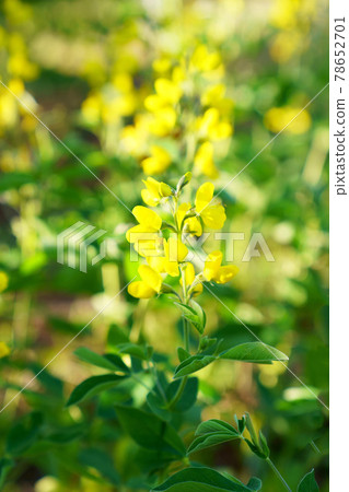 盛開的仙台萩 照片素材 圖片 圖庫